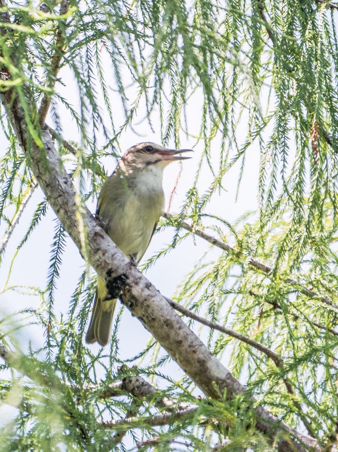 Hackberry Oregon Common Hackberry | Audubon