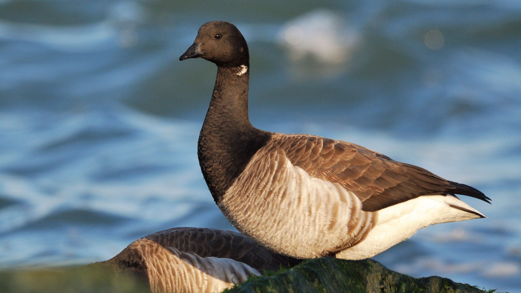Brant Roots Brant | Audubon Field Guide