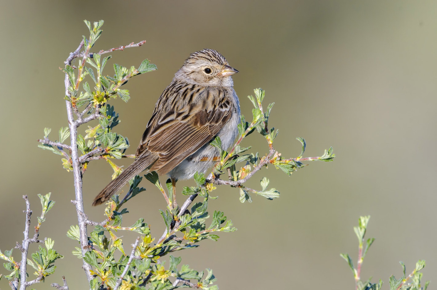 Brewer's Sparrow