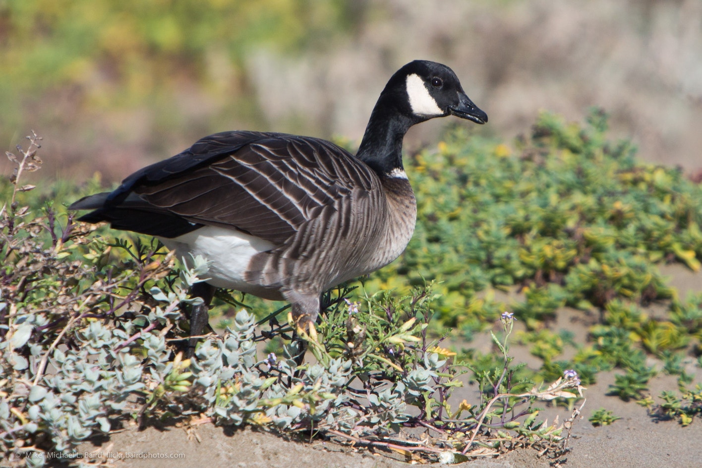 Nccc Goose Cackling Goose | Audubon Field Guide