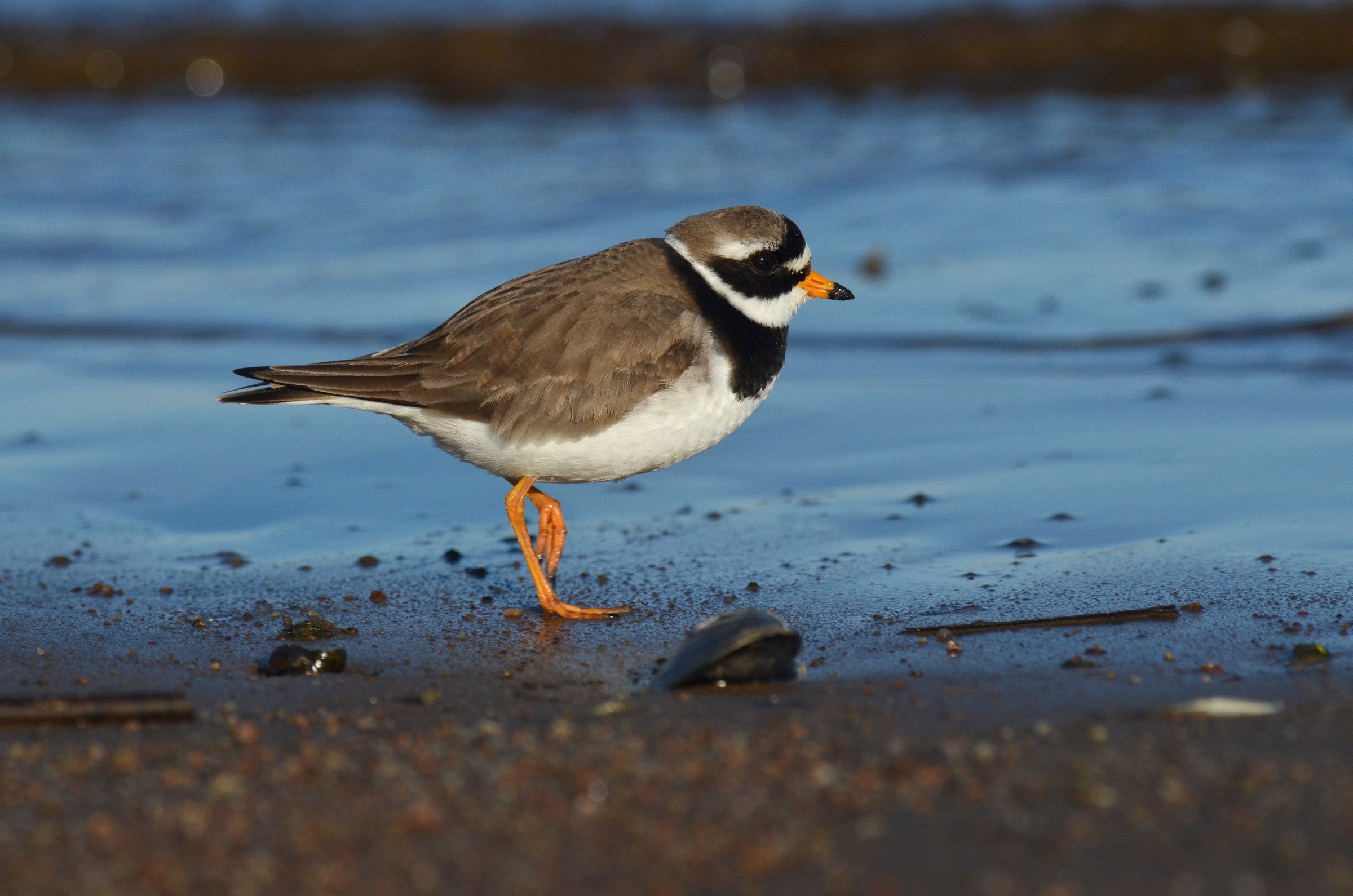Common Ringed Plover Audubon Field Guide