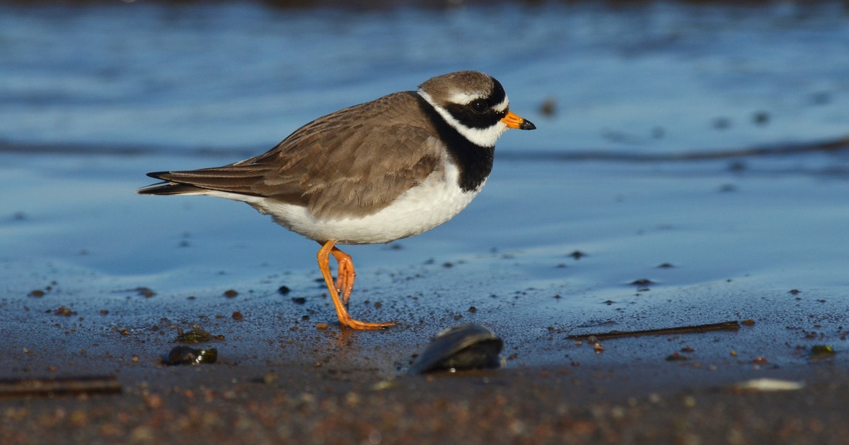 Plover Identification Guide Common Ringed Plover | Audubon Field Guide