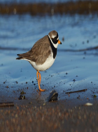 Plovers | Audubon