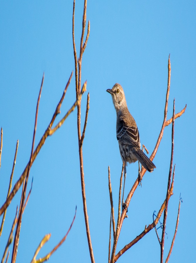 Indiana Mockingbird Mockingbirds and Thrashers | Audubon