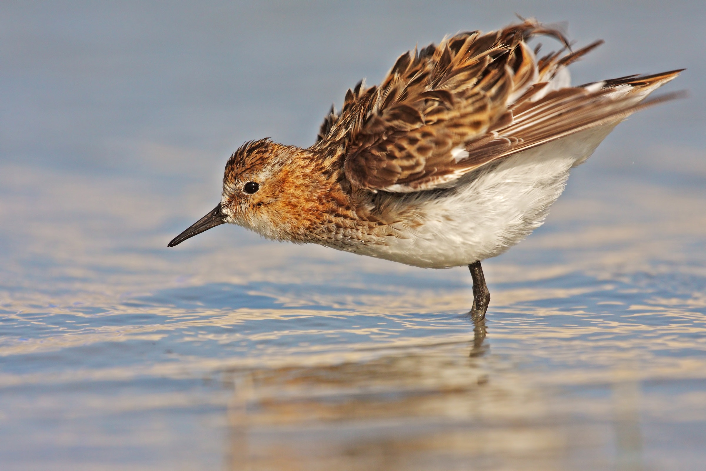 Little Stint | Audubon Field Guide