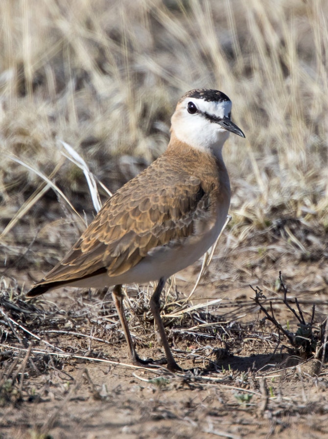 Plover Definition Plovers | Audubon