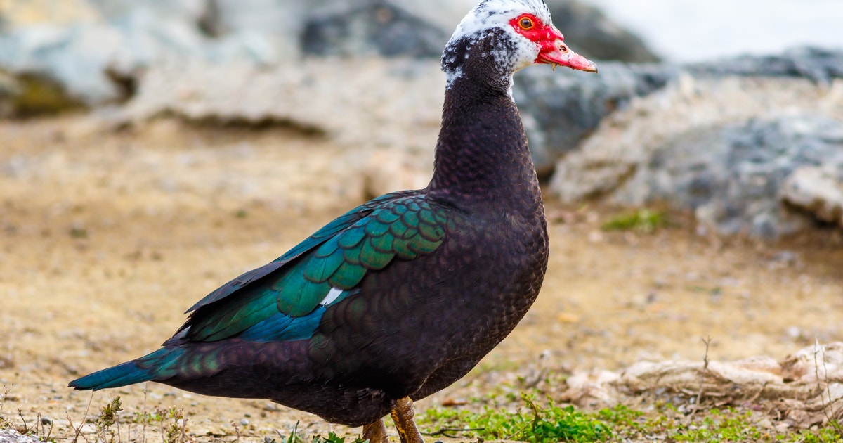 Muscovy Duck | Audubon Field Guide