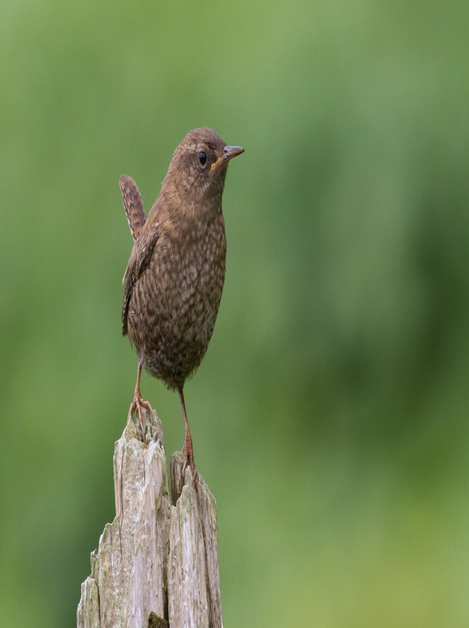 Wren Rspb Wrens | Audubon