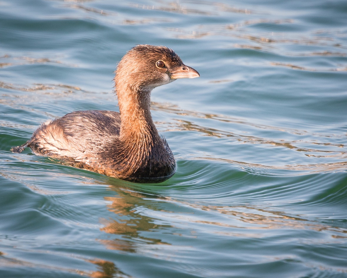 Grebe Islets Pied-billed Grebe | Audubon Field Guide