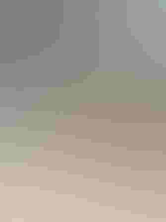 Breeding adult. Photo: Brian Kushner/Flickr