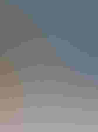 Molting adult. Photo: Mark Vance/Flickr (CC BY NC 2.0)