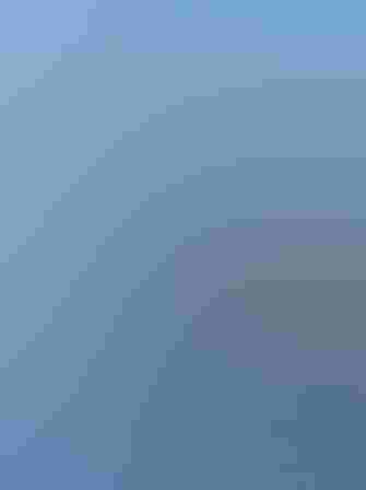 Adult. Photo: Peter Steward/Flickr (CC BY NC 2.0)