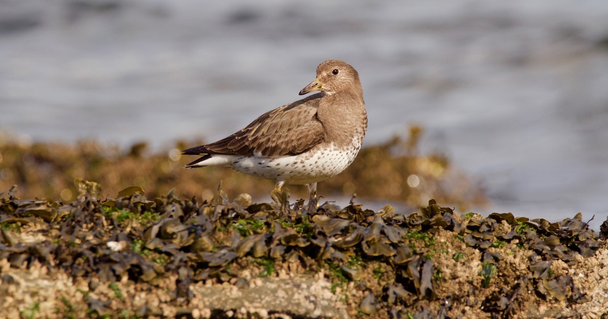 Surfbird Tea Surfbird | Audubon Field Guide