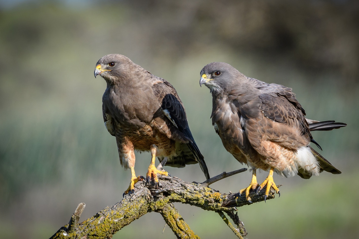 Geide Hawk Swainson's Hawk | Audubon Field Guide