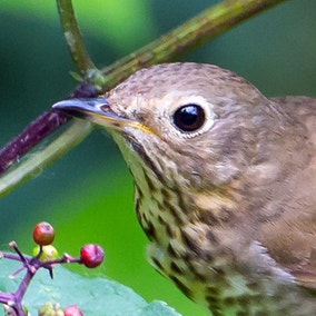 Swainson's Thrush