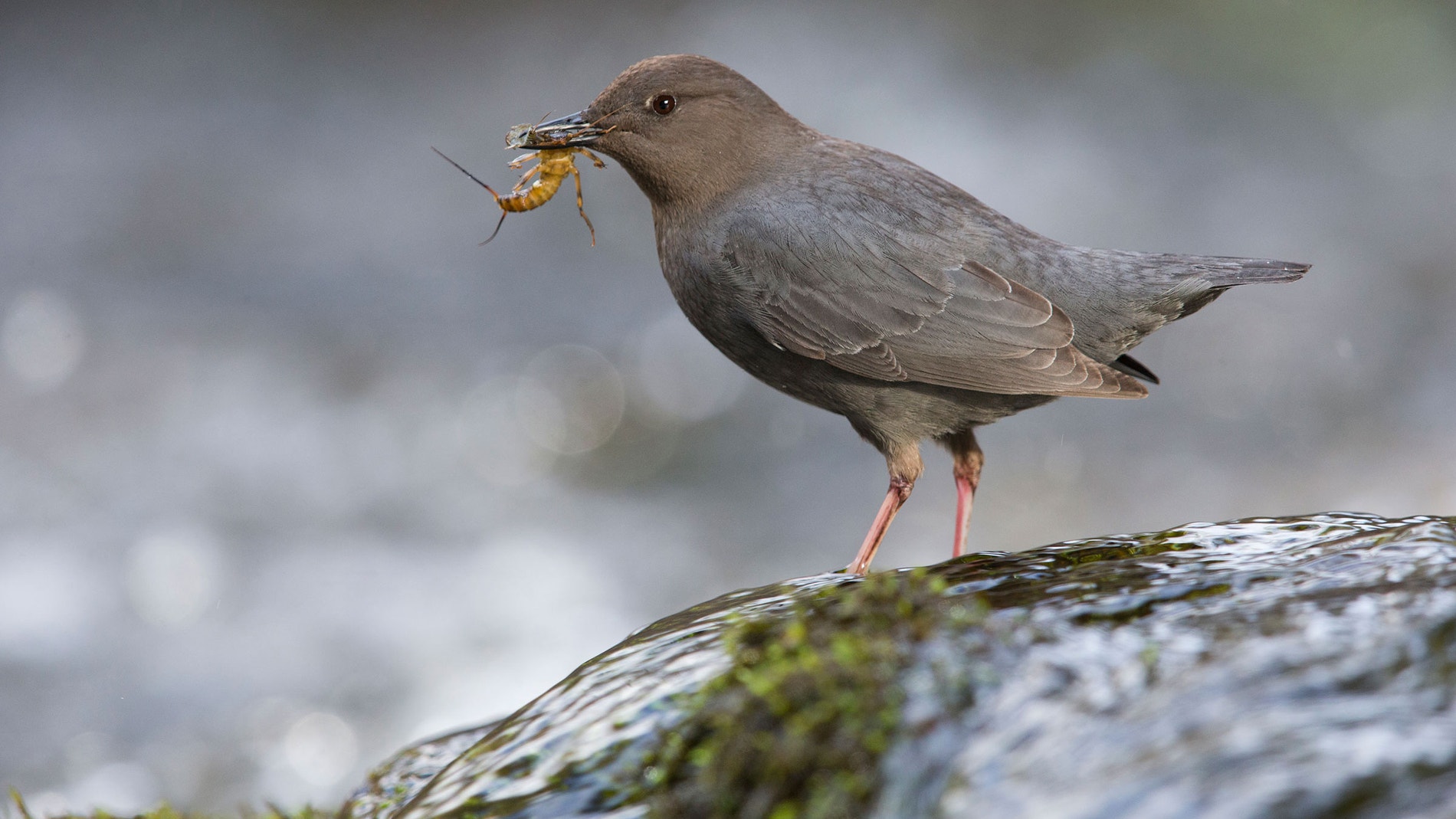 Didapper American Dipper | Audubon Field Guide