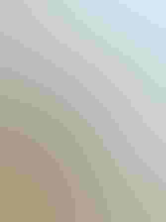 Breeding adult. Photo: Mick Thompson/Flickr (CC BY NC 2.0)