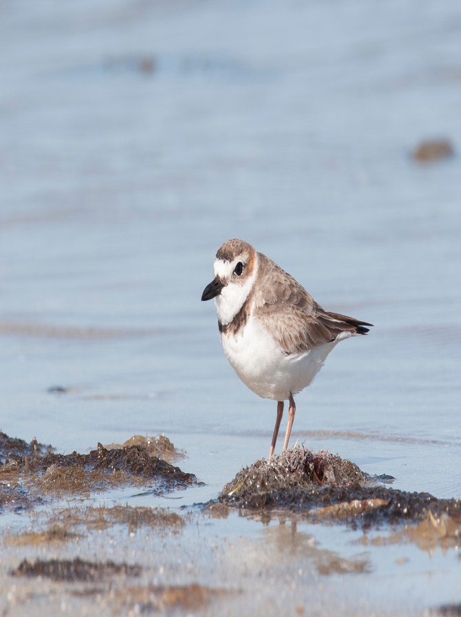 Plover Definition Plovers | Audubon