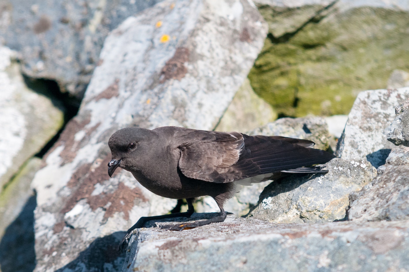 Wilson's Storm-Petrel | Audubon Field Guide