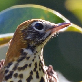 Wood Thrush
