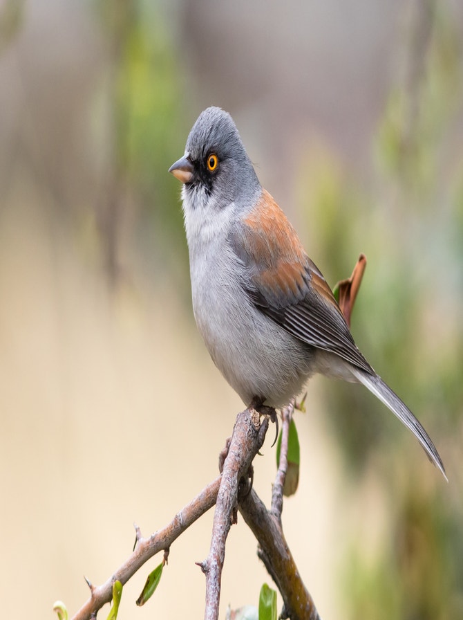 Adam's-Needle | Audubon