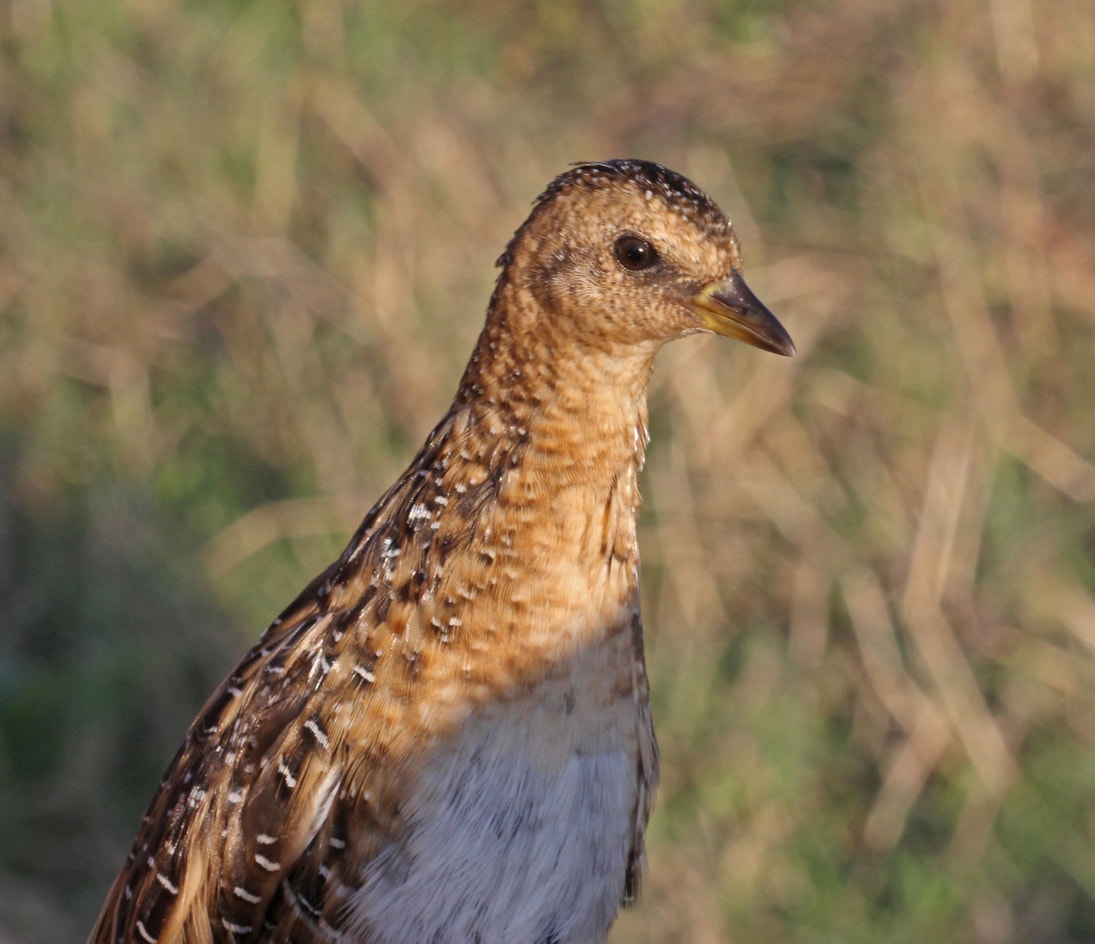 Yellow Rail | Audubon Field Guide