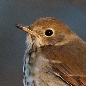 Hermit Thrush