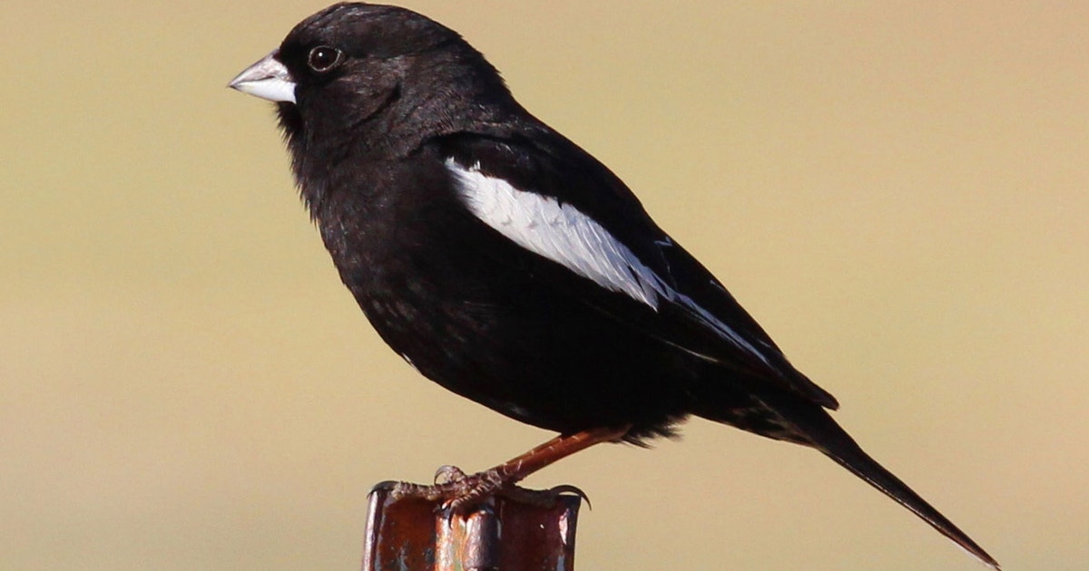 Lark Bunting | 探花精选 Field Guide Lark Bunting | 探花精选 Field Guide