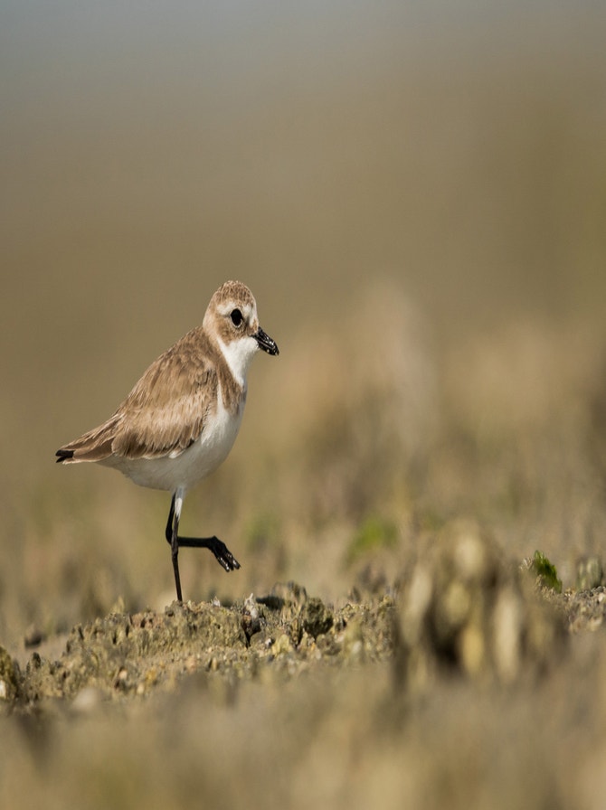Plover Definition Plovers | Audubon