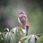 Cryptic Flycatcher Piratic Flycatcher | Audubon Field Guide