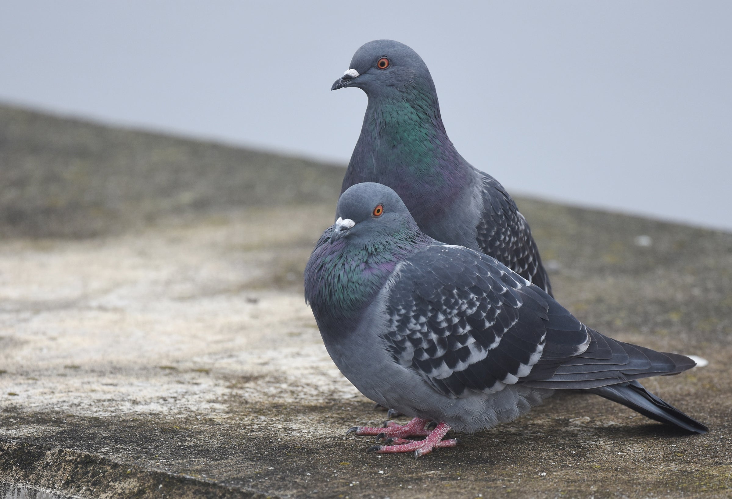 Rock Pigeon Audubon Field Guide Rock Pigeon Audubon Field Guide