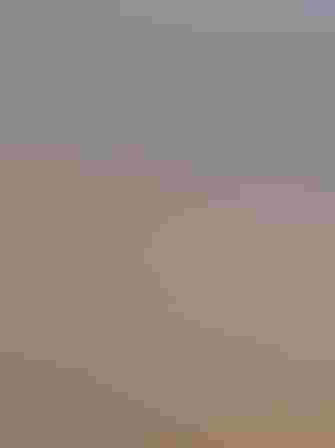 Breeding adult. Photo: Andy Wraithmell/FFW/Flickr (CC BY NC ND 2.0)