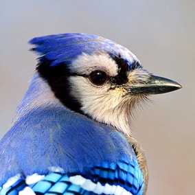 Blue Jay