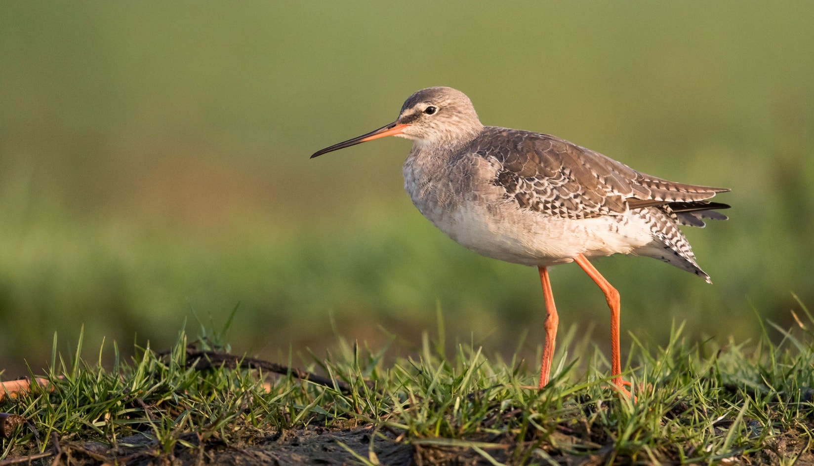Red Strachan Spotted Redshank | Audubon Field Guide