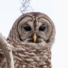Barred Owl
