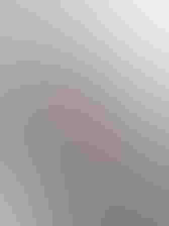 Adults. Photo: Tom Ingram/Audubon Photography Awards