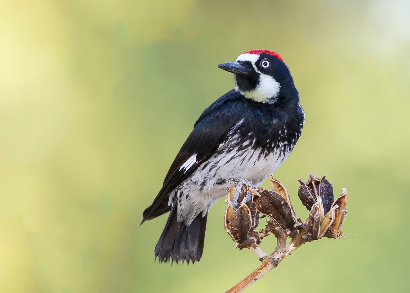 Acorn Woodpecker | Audubon Field Guide