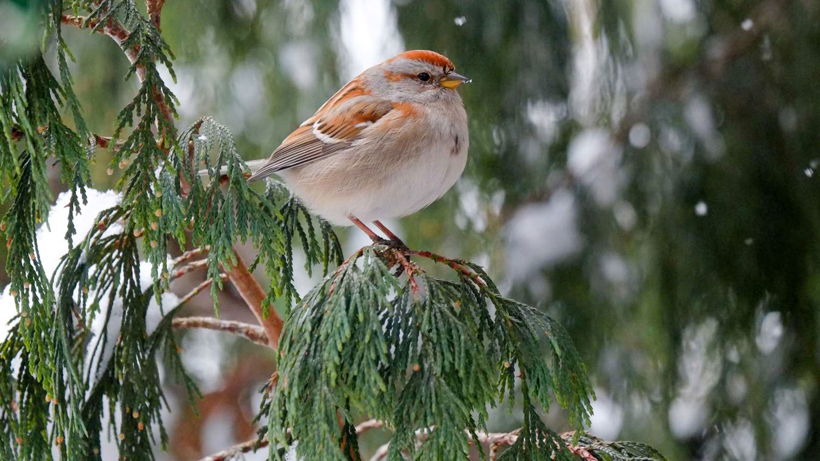 American Tree Sparrow | Audubon Field Guide