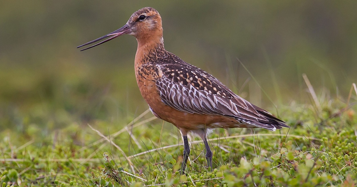 Photograph accompanying Most of 37 sea-level studies forecast habitat loss for migratory shorebirds