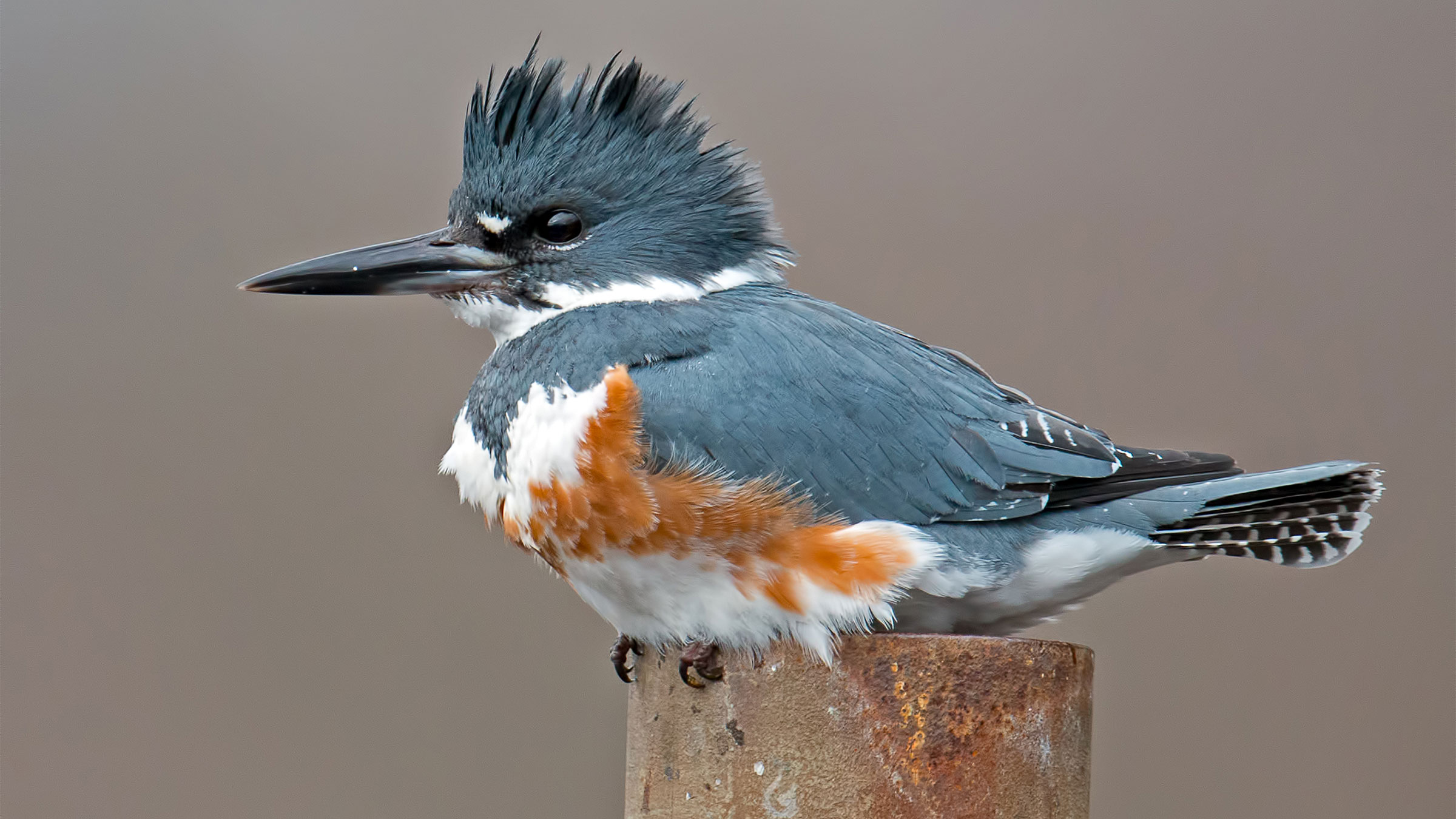 Belted Kingfisher Audubon Field Guide belted-kingfisher-audubon-field-guide