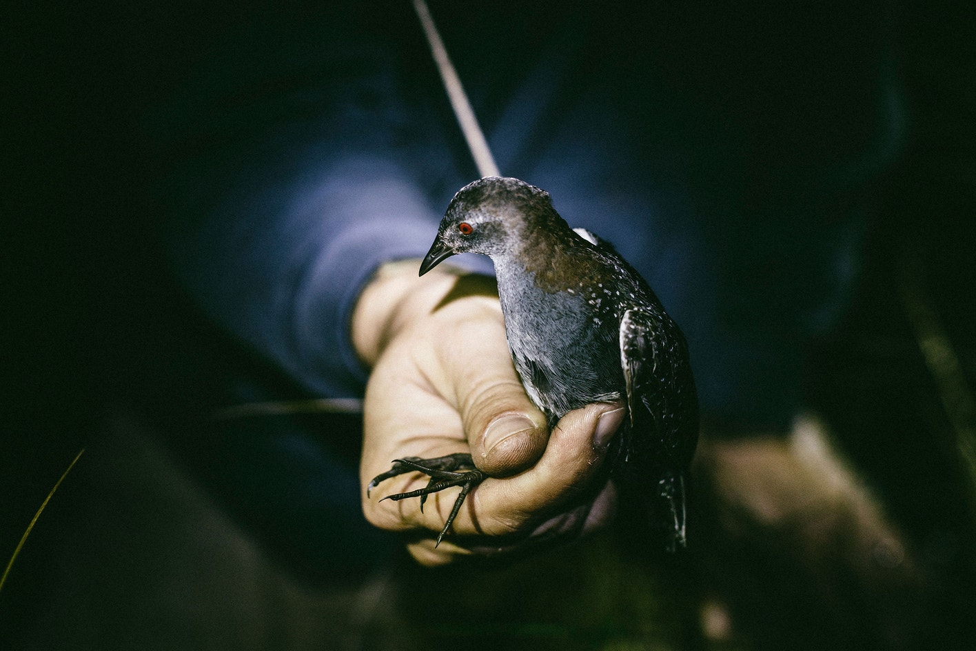 Black Rail | Audubon Field Guide
