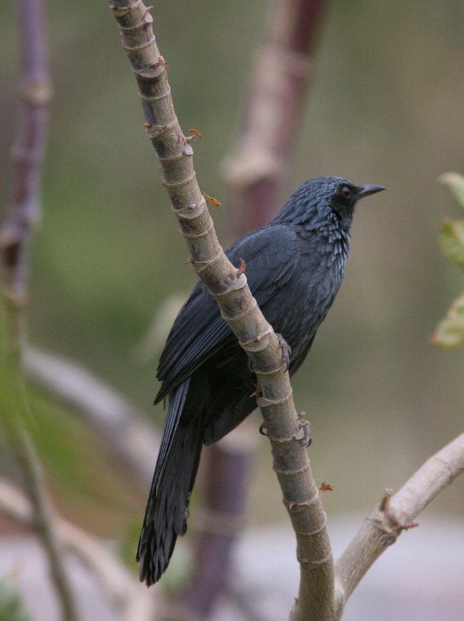Blue Rocking Bird Mockingbirds and Thrashers | Audubon