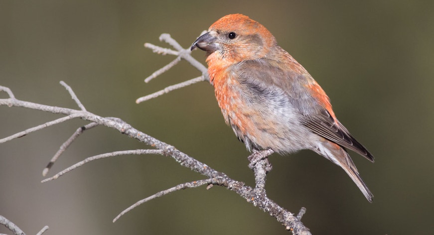 Cassia Crossbill