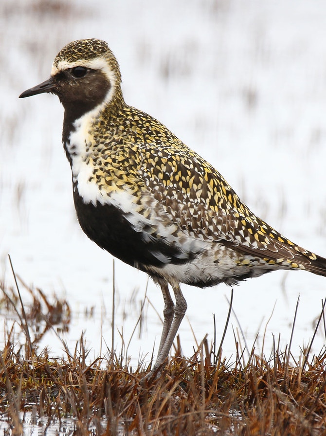 Plover Def Plovers | Audubon