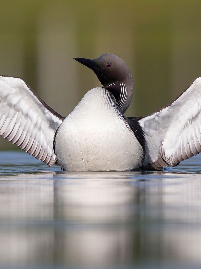 Loons Comparison Loons | Audubon
