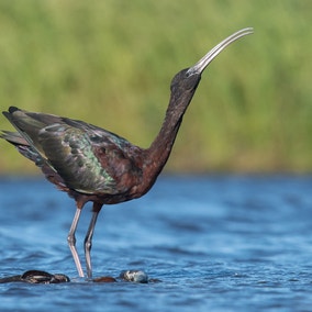 Glossy Ibis