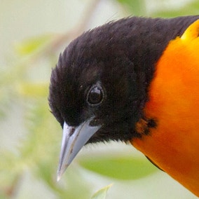 Baltimore Oriole
