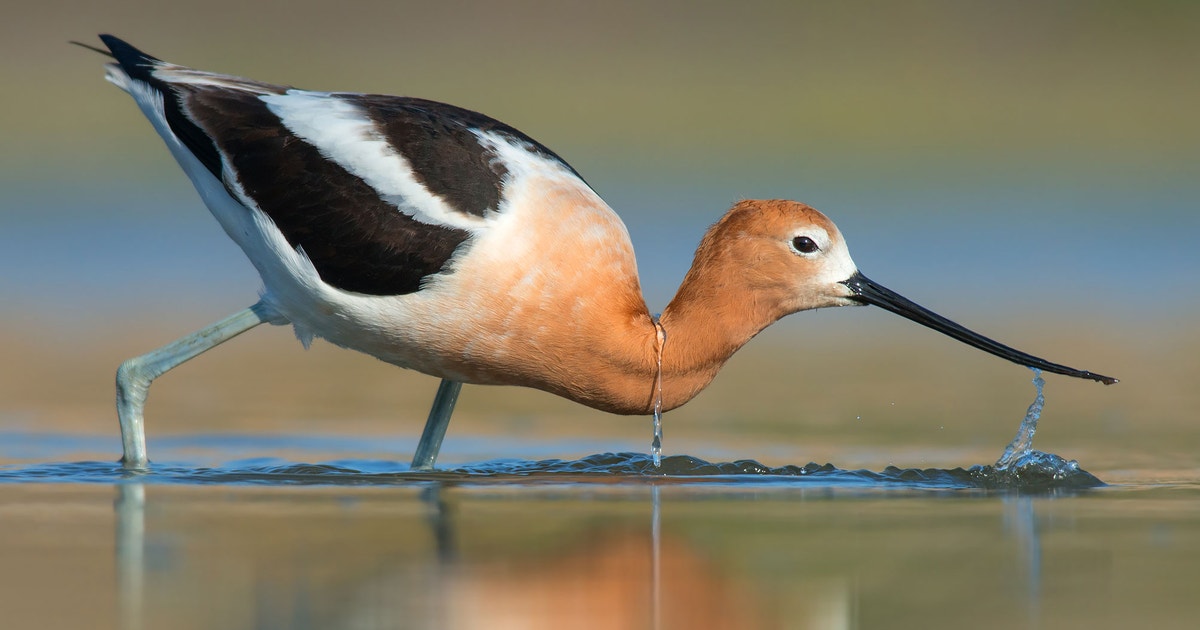 Avoceta Americana 探花精选 Field Guide