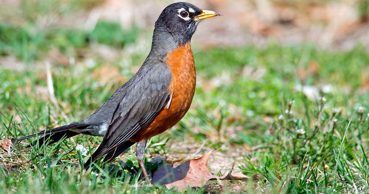 Robin On American Robin | 探花精选 Field Guide