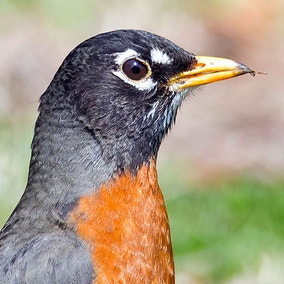 American Robin
